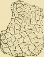An illustration from The microscopy of vegetable foods, with special reference to the detection of adulteration and the diagnosis of mixtures (1916)