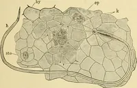 An illustration from The microscopy of vegetable foods, with special reference to the detection of adulteration and the diagnosis of mixtures (1916)