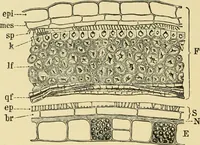 An illustration from The microscopy of vegetable foods, with special reference to the detection of adulteration and the diagnosis of mixtures (1916)