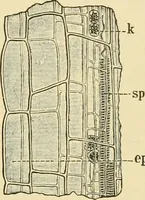 An illustration from The microscopy of vegetable foods, with special reference to the detection of adulteration and the diagnosis of mixtures (1916)