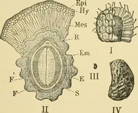 An illustration from The microscopy of vegetable foods, with special reference to the detection of adulteration and the diagnosis of mixtures (1916)