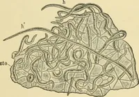 An illustration from The microscopy of vegetable foods, with special reference to the detection of adulteration and the diagnosis of mixtures (1916)