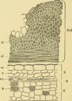 An illustration from The microscopy of vegetable foods, with special reference to the detection of adulteration and the diagnosis of mixtures (1916)