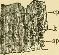 An illustration from The microscopy of vegetable foods, with special reference to the detection of adulteration and the diagnosis of mixtures (1916)