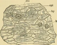 An illustration from The microscopy of vegetable foods, with special reference to the detection of adulteration and the diagnosis of mixtures (1916)
