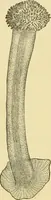 An illustration from The microscopy of vegetable foods, with special reference to the detection of adulteration and the diagnosis of mixtures (1916)