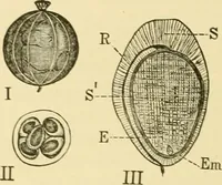An illustration from The microscopy of vegetable foods, with special reference to the detection of adulteration and the diagnosis of mixtures (1916)