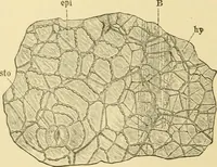 An illustration from The microscopy of vegetable foods, with special reference to the detection of adulteration and the diagnosis of mixtures (1916)