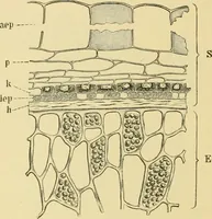An illustration from The microscopy of vegetable foods, with special reference to the detection of adulteration and the diagnosis of mixtures (1916)