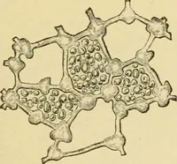 An illustration from The microscopy of vegetable foods, with special reference to the detection of adulteration and the diagnosis of mixtures (1916)