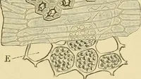 An illustration from The microscopy of vegetable foods, with special reference to the detection of adulteration and the diagnosis of mixtures (1916)