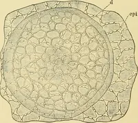 An illustration from The microscopy of vegetable foods, with special reference to the detection of adulteration and the diagnosis of mixtures (1916)
