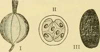 An illustration from The microscopy of vegetable foods, with special reference to the detection of adulteration and the diagnosis of mixtures (1916)