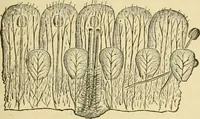 An illustration from The microscopy of vegetable foods, with special reference to the detection of adulteration and the diagnosis of mixtures (1916)