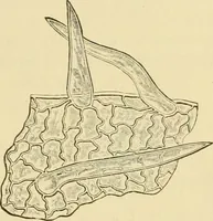 An illustration from The microscopy of vegetable foods, with special reference to the detection of adulteration and the diagnosis of mixtures (1916)
