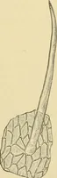 An illustration from The microscopy of vegetable foods, with special reference to the detection of adulteration and the diagnosis of mixtures (1916)