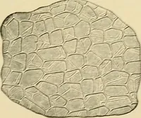 An illustration from The microscopy of vegetable foods, with special reference to the detection of adulteration and the diagnosis of mixtures (1916)