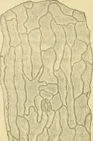 An illustration from The microscopy of vegetable foods, with special reference to the detection of adulteration and the diagnosis of mixtures (1916)