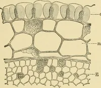 An illustration from The microscopy of vegetable foods, with special reference to the detection of adulteration and the diagnosis of mixtures (1916)
