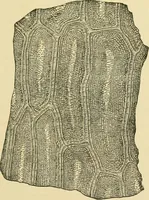An illustration from The microscopy of vegetable foods, with special reference to the detection of adulteration and the diagnosis of mixtures (1916)