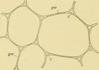 An illustration from The microscopy of vegetable foods, with special reference to the detection of adulteration and the diagnosis of mixtures (1916)