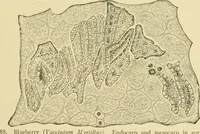 An illustration from The microscopy of vegetable foods, with special reference to the detection of adulteration and the diagnosis of mixtures (1916)