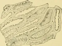 An illustration from The microscopy of vegetable foods, with special reference to the detection of adulteration and the diagnosis of mixtures (1916)
