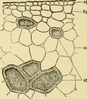An illustration from The microscopy of vegetable foods, with special reference to the detection of adulteration and the diagnosis of mixtures (1916)