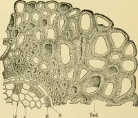 An illustration from The microscopy of vegetable foods, with special reference to the detection of adulteration and the diagnosis of mixtures (1916)
