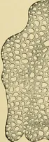 An illustration from The microscopy of vegetable foods, with special reference to the detection of adulteration and the diagnosis of mixtures (1916)
