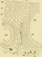 An illustration from The microscopy of vegetable foods, with special reference to the detection of adulteration and the diagnosis of mixtures (1916)