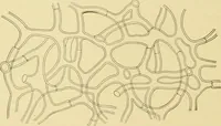 An illustration from The microscopy of vegetable foods, with special reference to the detection of adulteration and the diagnosis of mixtures (1916)