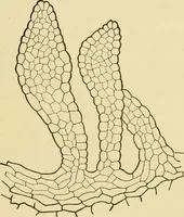 An illustration from The microscopy of vegetable foods, with special reference to the detection of adulteration and the diagnosis of mixtures (1916)