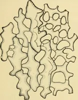An illustration from The microscopy of vegetable foods, with special reference to the detection of adulteration and the diagnosis of mixtures (1916)