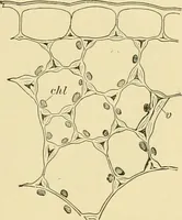 An illustration from The microscopy of vegetable foods, with special reference to the detection of adulteration and the diagnosis of mixtures (1916)