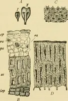 An illustration from The microscopy of vegetable foods, with special reference to the detection of adulteration and the diagnosis of mixtures (1916)