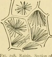 An illustration from The microscopy of vegetable foods, with special reference to the detection of adulteration and the diagnosis of mixtures (1916)