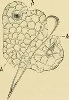 An illustration from The microscopy of vegetable foods, with special reference to the detection of adulteration and the diagnosis of mixtures (1916)