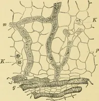 An illustration from The microscopy of vegetable foods, with special reference to the detection of adulteration and the diagnosis of mixtures (1916)