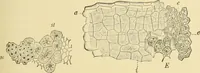 An illustration from The microscopy of vegetable foods, with special reference to the detection of adulteration and the diagnosis of mixtures (1916)