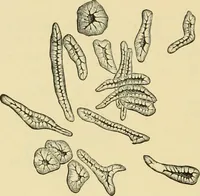 An illustration from The microscopy of vegetable foods, with special reference to the detection of adulteration and the diagnosis of mixtures (1916)