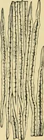 An illustration from The microscopy of vegetable foods, with special reference to the detection of adulteration and the diagnosis of mixtures (1916)
