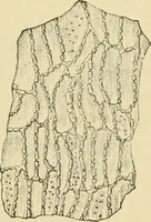 An illustration from The microscopy of vegetable foods, with special reference to the detection of adulteration and the diagnosis of mixtures (1916)