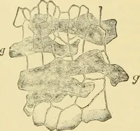 An illustration from The microscopy of vegetable foods, with special reference to the detection of adulteration and the diagnosis of mixtures (1916)