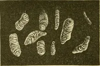 An illustration from The microscopy of vegetable foods, with special reference to the detection of adulteration and the diagnosis of mixtures (1916)