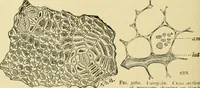 An illustration from The microscopy of vegetable foods, with special reference to the detection of adulteration and the diagnosis of mixtures (1916)