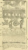 An illustration from The microscopy of vegetable foods, with special reference to the detection of adulteration and the diagnosis of mixtures (1916)