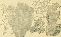 An illustration from The microscopy of vegetable foods, with special reference to the detection of adulteration and the diagnosis of mixtures (1916)