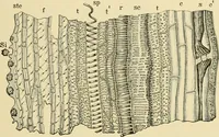 An illustration from The microscopy of vegetable foods, with special reference to the detection of adulteration and the diagnosis of mixtures (1916)