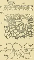 An illustration from The microscopy of vegetable foods, with special reference to the detection of adulteration and the diagnosis of mixtures (1916)